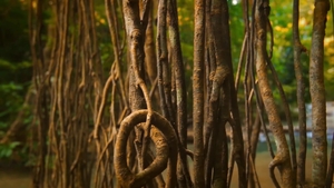 Men: Island Getaway Filled with Wild Lust